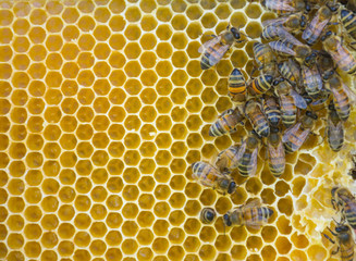 Close up of bees on honeycomb in beehive, selective focus