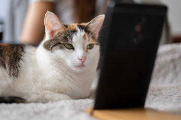 A white cat with a red hair is lying on the bed and is looking at her smartphone. Close up.