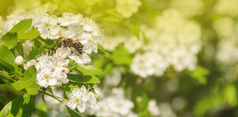 Blooming tree branch and a bee full of pollen, blurred background, in a spring sunny day