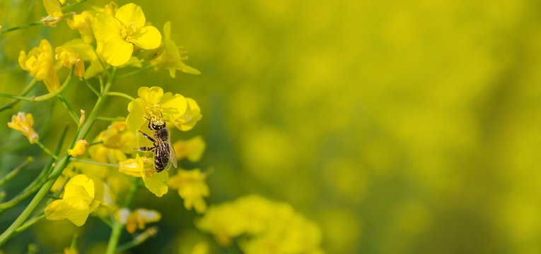 Blossoming rapeseed field in spring with a bee full of pollen.