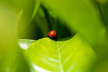 Red ladybug walking among green leaves with rain drops