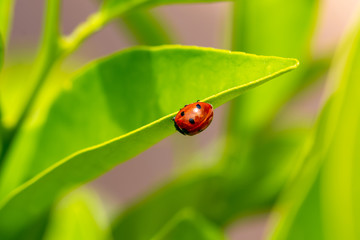 Red ladybug walking among green leaves with rain drops