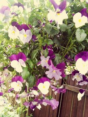 Close-up Of Purple Flowers