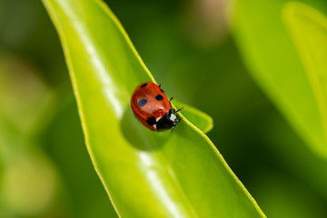Red ladybug walking among green leaves with rain drops