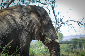 africa elephant closeup