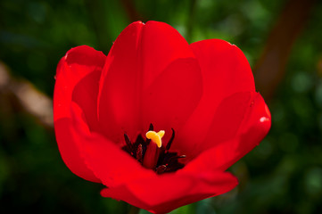 Close-up of a tulip (Tulipa) in the sunshine with unfocussed background.