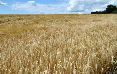 The barley ripens in the field.