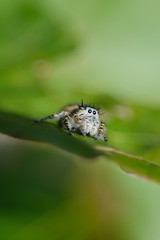 Macro of a jumping spider - 340033116