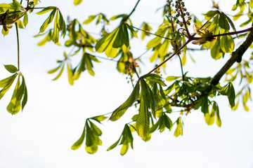 Horse chestnut tree (Aesculus hippocastanum). Fresh bright vibrant green leaves from tree branches against sunlight