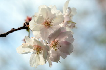 Blüten an einem Zweig