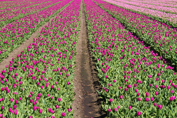 Blooming Tulip field with purple flowers in the Dutch countryside