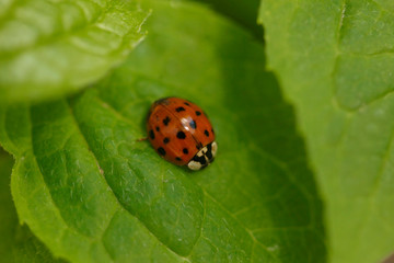 Red ladybug sitting on green tree