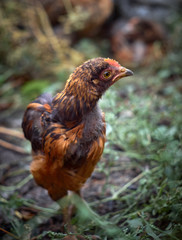 Portrait of young red chickens.
