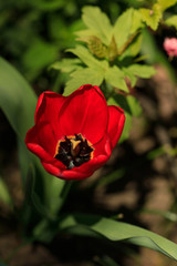 Fototapeta premium Red tulips in spring garden