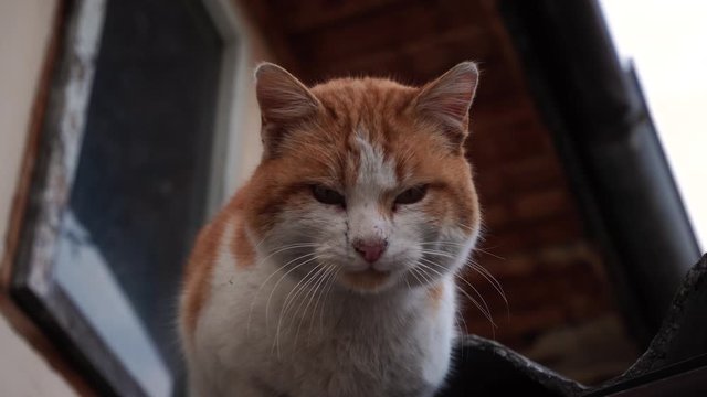 4k close up video of a stray vagabond cat on a house roof. Animals and pets shot