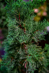 fir tree leaves look fresh suitable for a wallpaper, scientific name: Cupressus Sempervirens