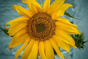 Yellow sunflower on the background.