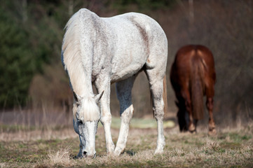 Obraz na płótnie Canvas Portrait of gray horse grazing on green grassland