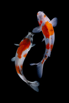 Koi fish is domesticated version of common carp. This fish is most famous by its beautiful colors that have been created via selective breeding