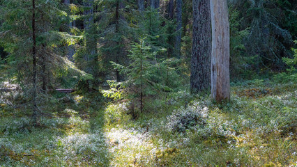 Obraz premium forest in spring time