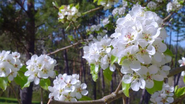 blooming apple tree. white flowers on apple tree in spring
