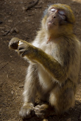 Mono autóctono de los bosques de Azrou, Marruecos, come pan