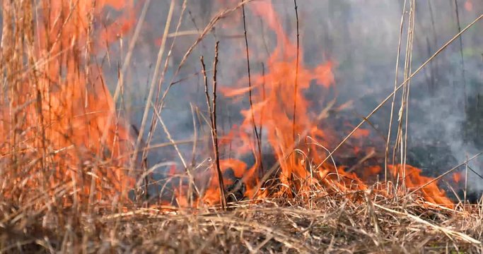 fire in grass close up flames