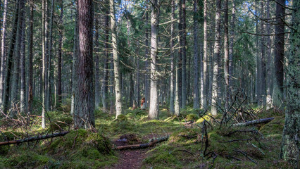 Fototapeta premium forest in spring time