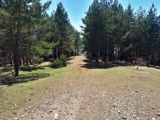 Pine trees in forest park