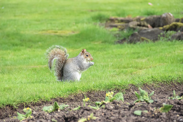 ardilla comiendo en parque, inglaterra 