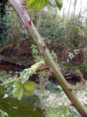 invasive Armenische Brombeere,Gartenbrombeere (Rubus armeniacus)