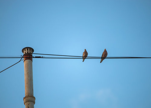 Pigeons On Wire