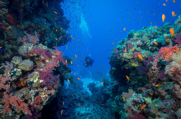 Plakat Red Sea, Egypt - Aug 2014: woman diver explores the reef