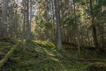 Obraz premium forest in spring time