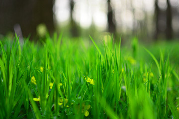 green grass background