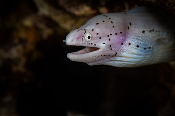 Peppered moray eel (Siderea picta) in the southern Red Sea