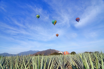 Paisaja Agavero, Siembra de tequila, tierra del tequila