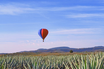 Paisaja Agavero, Siembra de tequila, tierra del tequila