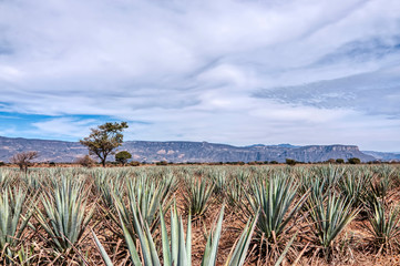Paisaja Agavero, Siembra de tequila, tierra del tequila