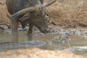 Water buffalo (Bubalus bubalis).
Sri Lanka.