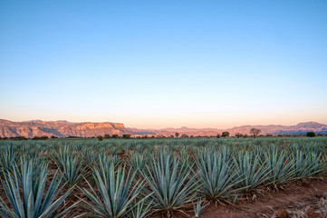 Paisaja Agavero, Siembra de tequila, tierra del tequila