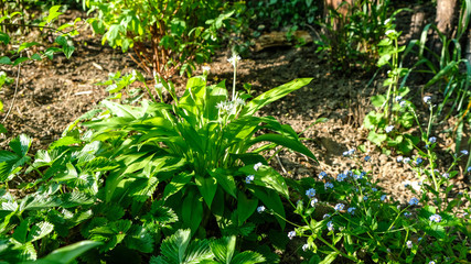  Bärlauch mit weißer Blüte, Allium ursinum