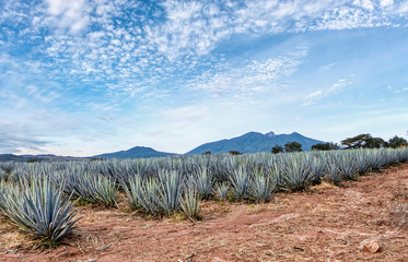 Paisaja Agavero, Siembra de tequila, tierra del tequila