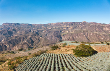 Paisaja Agavero, Siembra de tequila, tierra del tequila