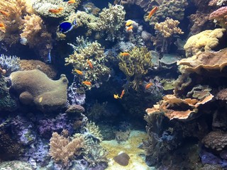 Naklejka na ściany i meble Unter Wasser Aquarium