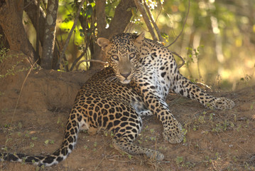 Leopard (Panthera pardus kotiya).
Yala National Park, Sri Lanka. 