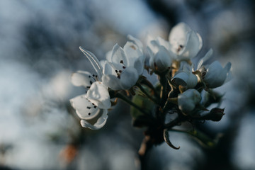 Cherry bloom tree on the spring
