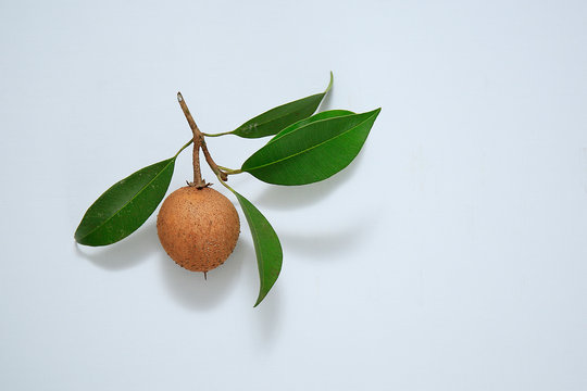 Fresh sapodilla, chikku fruit isolated on white