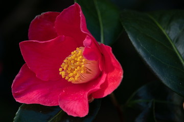 Camellia