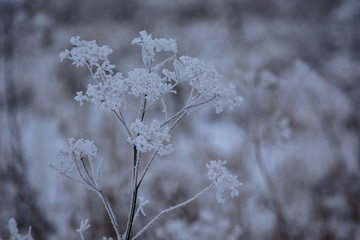 Dry hemlock (Conium maculatum) in winter covered with frost